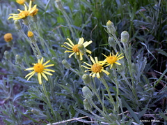 Senecio ceratophylloides