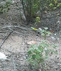 Cnemidophorus splendidus