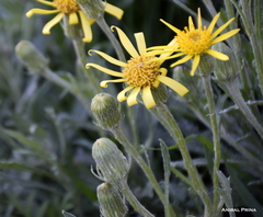 Senecio ceratophylloides