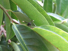 Parachartergus apicalis