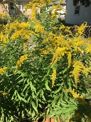 Solidago