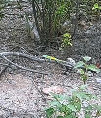 Cnemidophorus splendidus