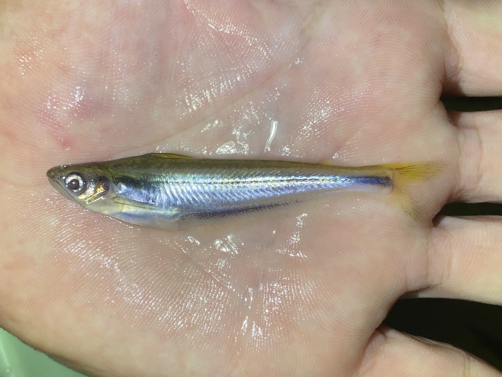 Grenfell's catfish (Schilbe grenfelli) — Schilbeidae