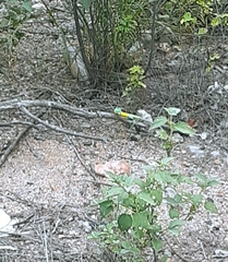 Cnemidophorus splendidus