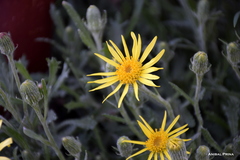 Senecio ceratophylloides