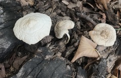 Basidiomycota