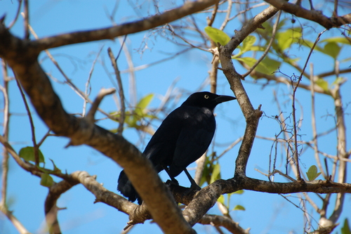 Quiscalus lugubris