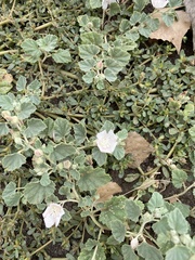 Malvella leprosa
