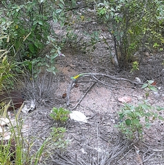 Cnemidophorus splendidus