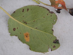 Pyrus communis pyraster