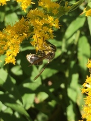 Dolichovespula maculata