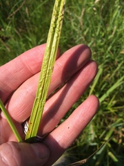 Carex stipata
