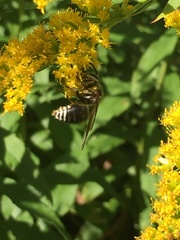 Dolichovespula maculata