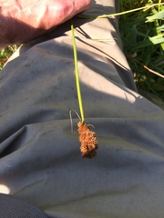 Carex stipata