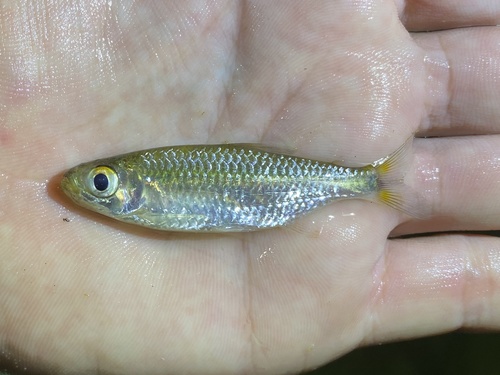 Lambert's tetra (Nannopetersius lamberti) — Alestidae — 4
