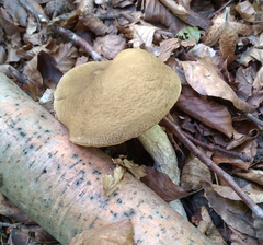 Leccinellum pseudoscabrum