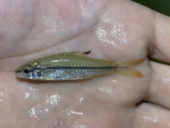 Enteromius holotaenia