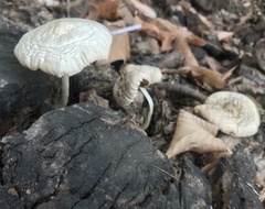 Basidiomycota