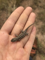 Sceloporus slevini