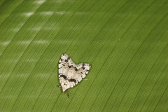 Clemensia cincinnata