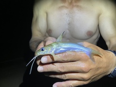 Chrysichthys ogooensis