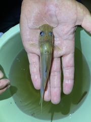 Chrysichthys ogooensis