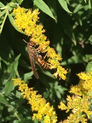 Polistes fuscatus