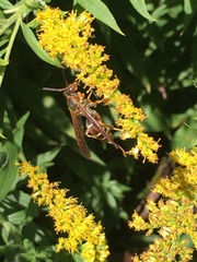 Polistes fuscatus