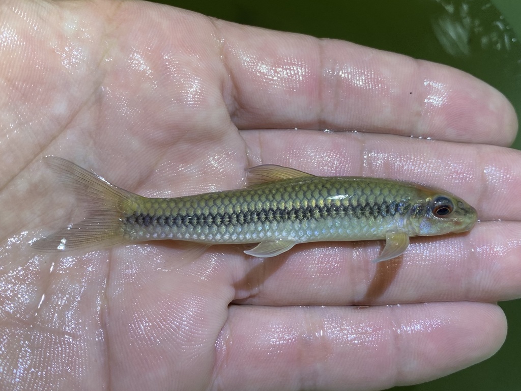 Congo labeo (Labeo annectens) — Cyprinidae
