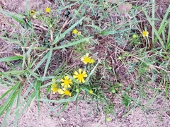 Helenium amarum