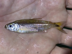 Nannopetersius lamberti