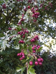 Crataegus