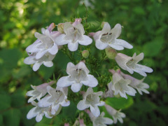 Penstemon