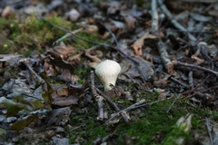 Lycoperdon perlatum