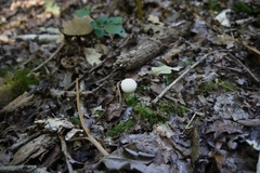Lycoperdon perlatum
