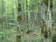 Ostrya virginiana image