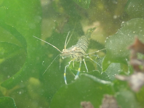 Rockpool Prawn, Jacobahaven, 4675 RB Netherlands, photo 7 of 10