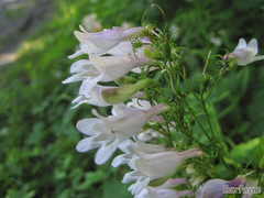 Penstemon