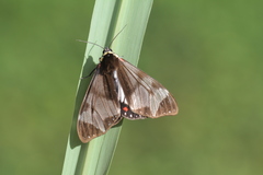 Dysschema cerialis