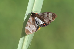 Dysschema cerialis