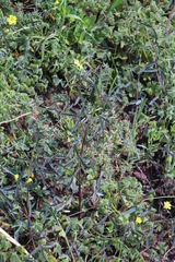 Indigofera psoraloides