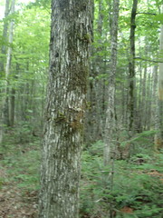 Ostrya virginiana image