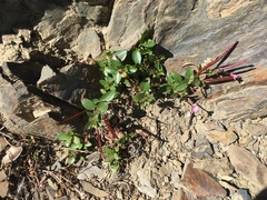 Epilobium clavatum