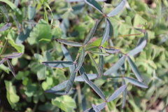 Indigofera psoraloides