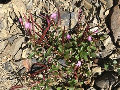 Epilobium clavatum