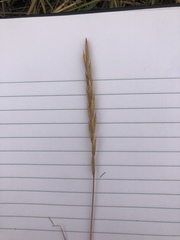 Elymus smithii