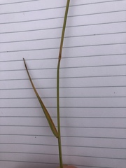 Elymus smithii