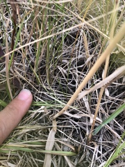 Elymus smithii