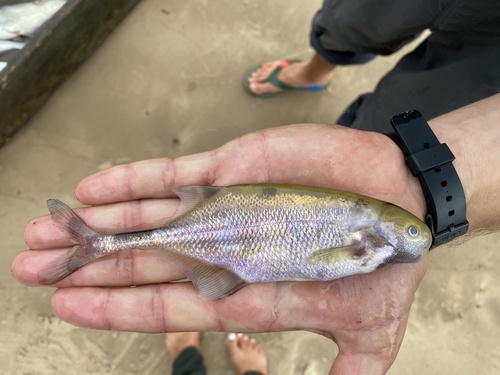 Ivindo-olifantsvis (Ivindomyrus marchei) — Mormyridae — 2