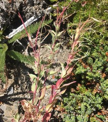 Epilobium glaberrimum